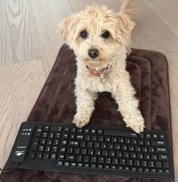 Meta: звільнений інженер навчив пса кодити ігри з Claude Code 3 Meta: звільнений інженер навчив пса кодити ігри з Claude Code 3