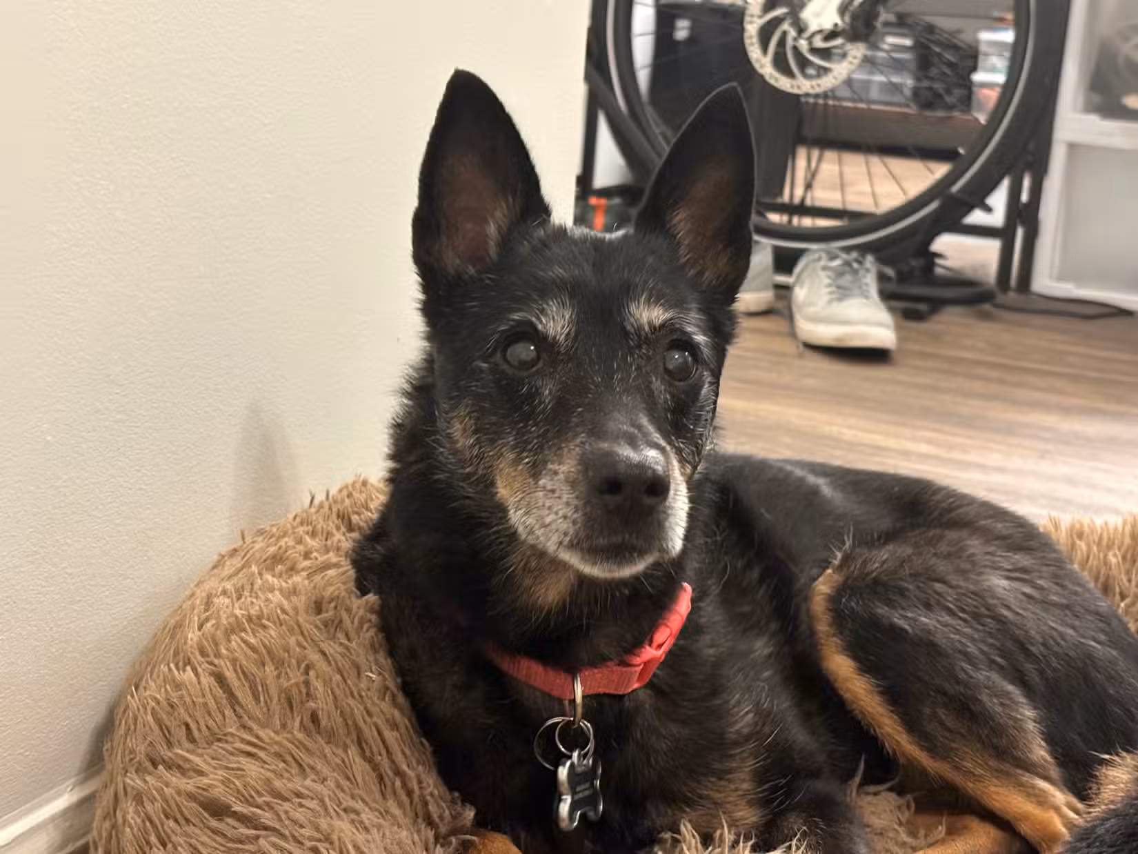 6 способів, як ваш "розумний дім" покращить життя котів та собак 4