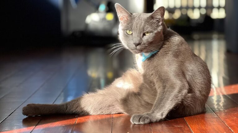 6 способів, як ваш "розумний дім" покращить життя котів та собак 1