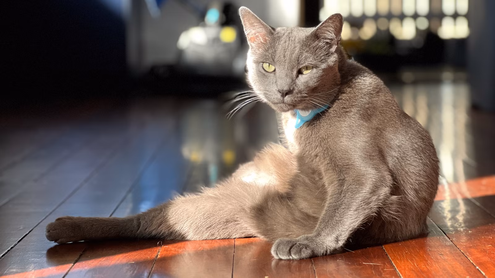 6 способів, як ваш "розумний дім" покращить життя котів та собак 1