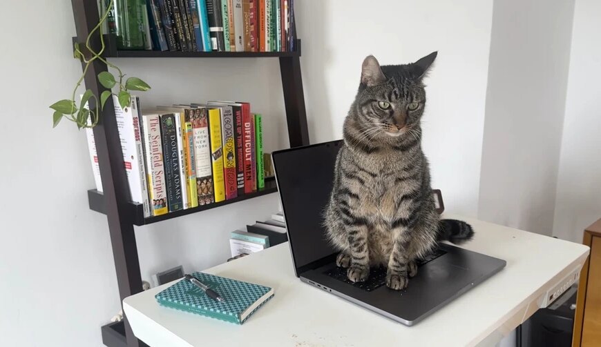 Cats Lock для Mac блокує клавіатуру від ваших котів