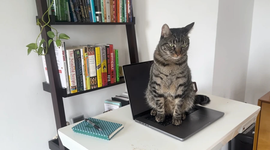 Cats Lock для Mac блокує клавіатуру від ваших котів 1