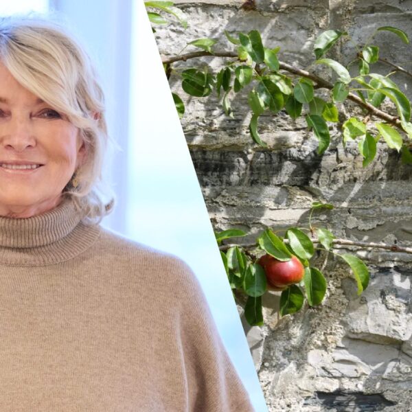 Садовий інструмент Martha Stewart розкупили за лічені дні — тепер він знову доступний
