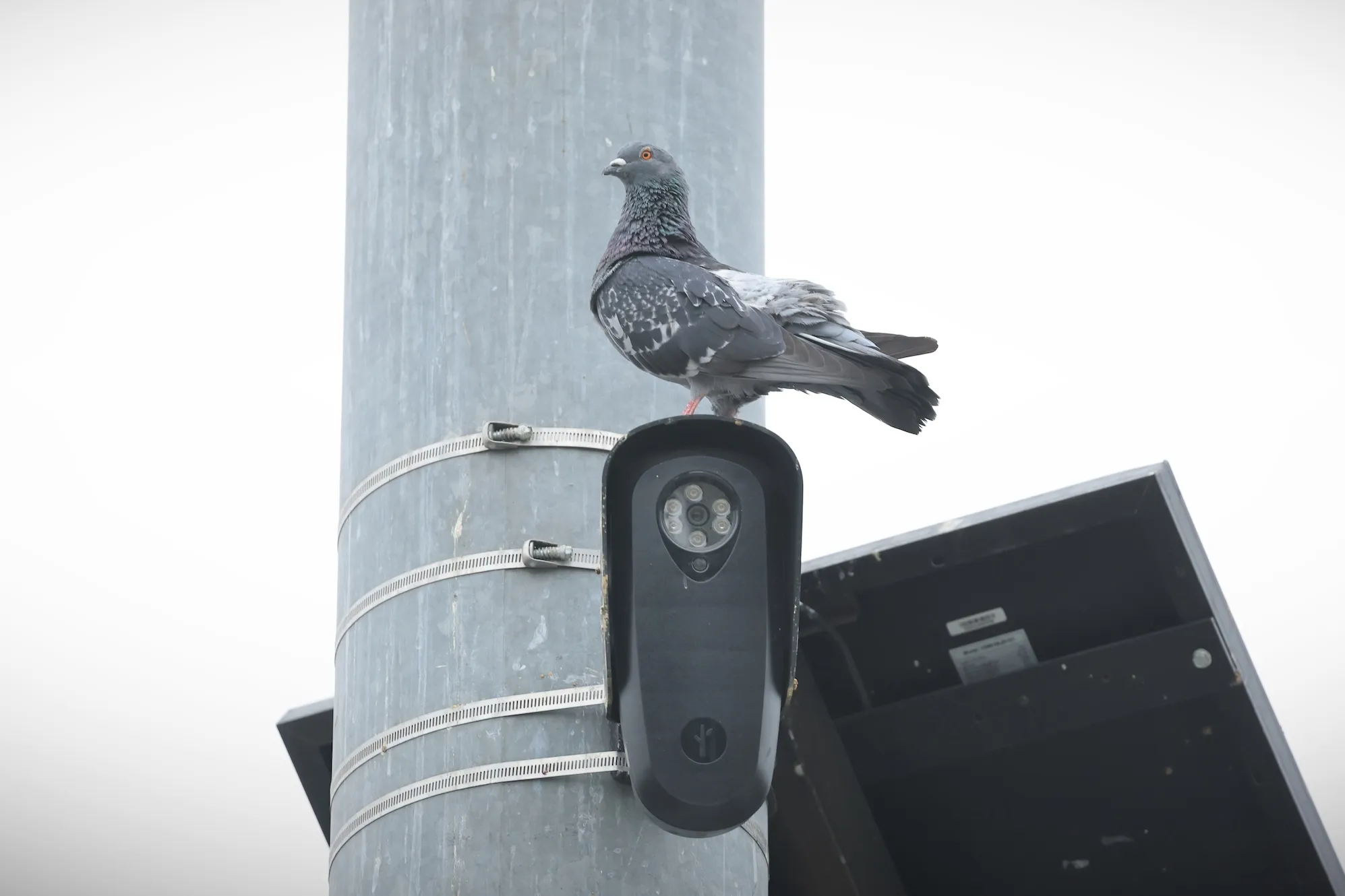 Флорида та Техас блокують камери Flock через занепокоєння щодо приватності 1